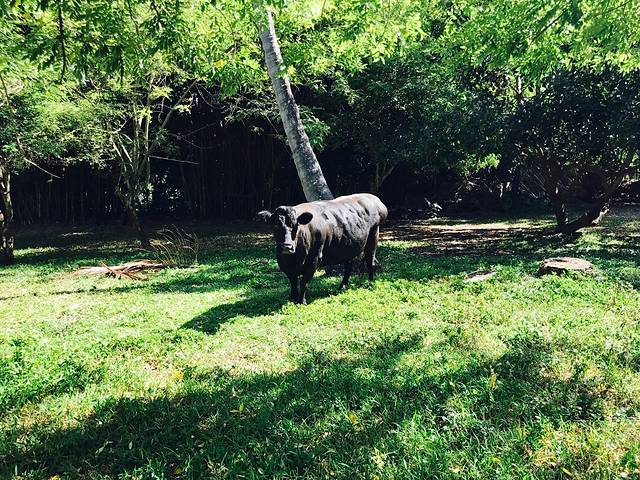 莉兰妮农场保护区