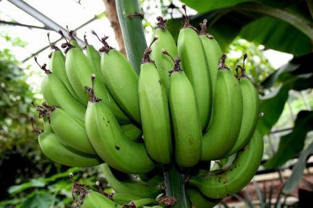 青岛亚热带植物园