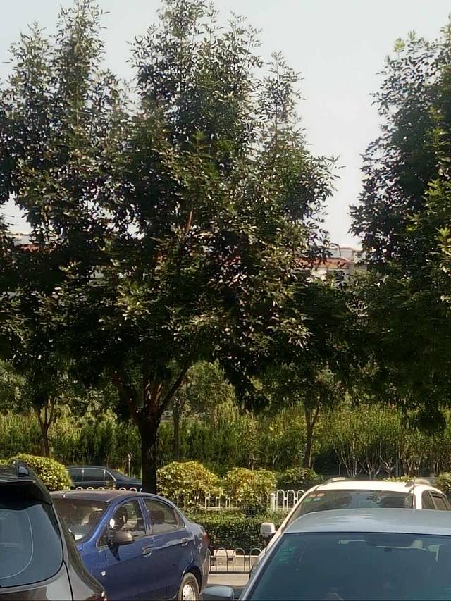 德克士(中央城店)