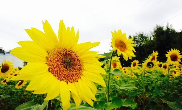 周口店幽岚山景区