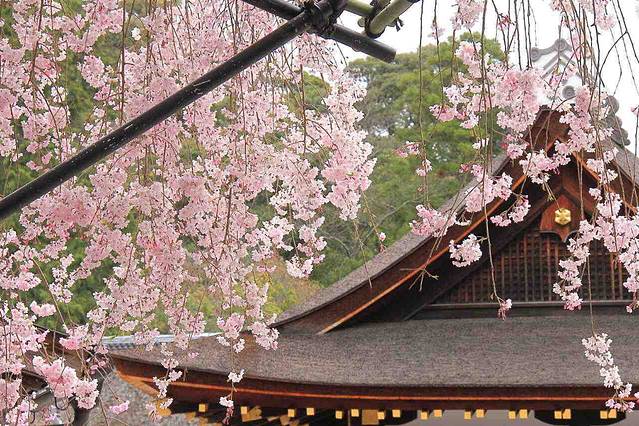 贺茂别雷神社（上贺茂神社）
