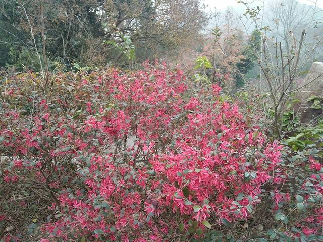 鼓山风景区梅里景区-相怀梅园