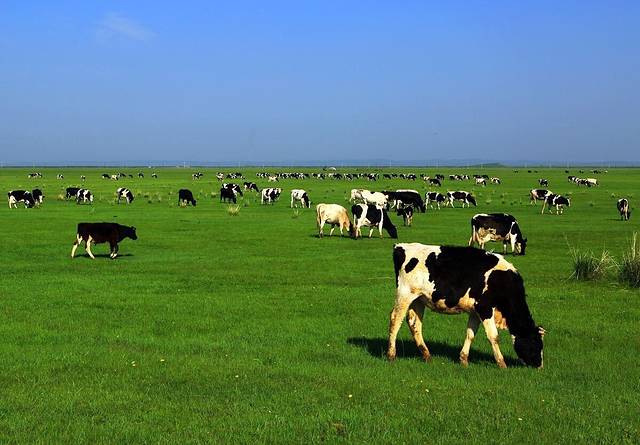草原如家假日酒店-餐厅