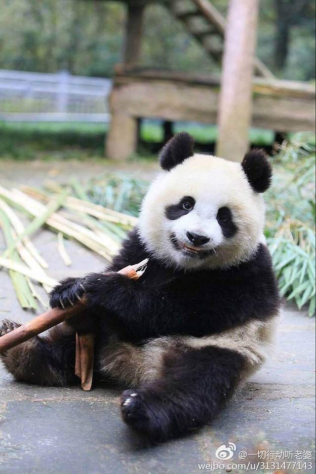 钻嘉猪脚粉(柳石路店)