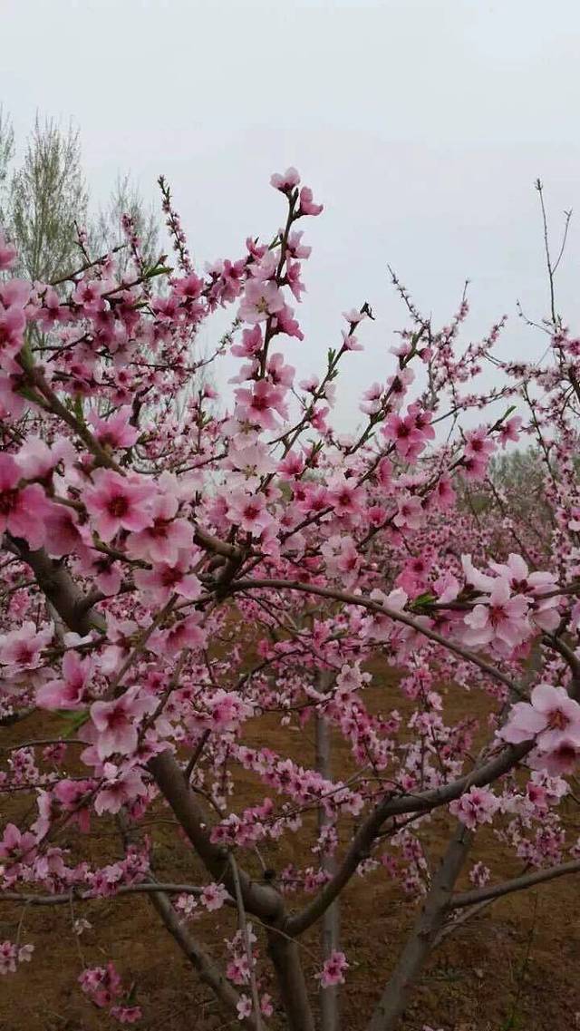 稻香园(肥城店)