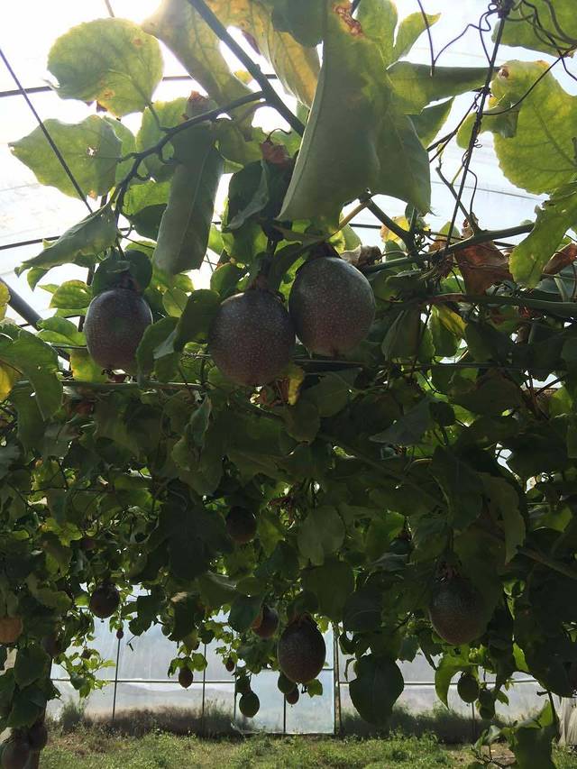 肯德基(东园店)