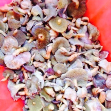 玉彬山菌酒家(腾越古镇店)