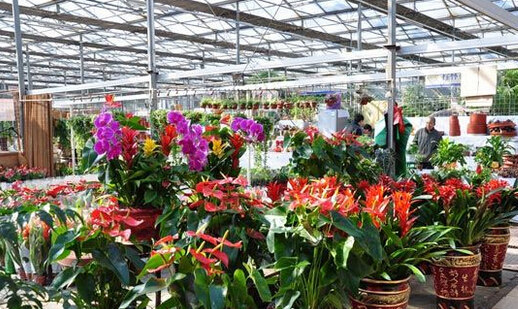 曹庄子花卉市场