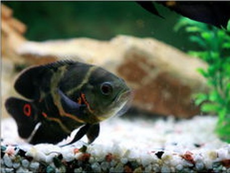 依山傍水全鱼馆