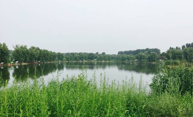 白各庄生态湿地