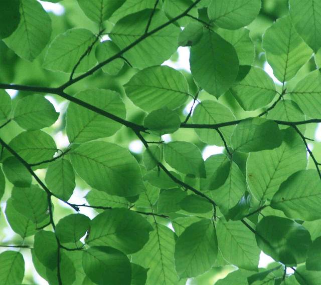 东进早点(东城路店)