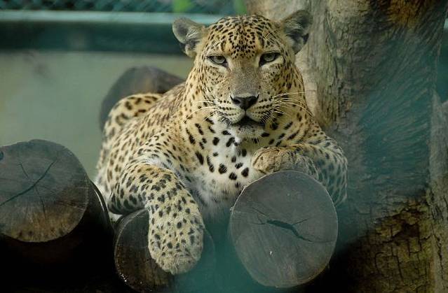 德希乌拉动物园