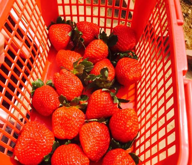 光明新区光明农场草莓园