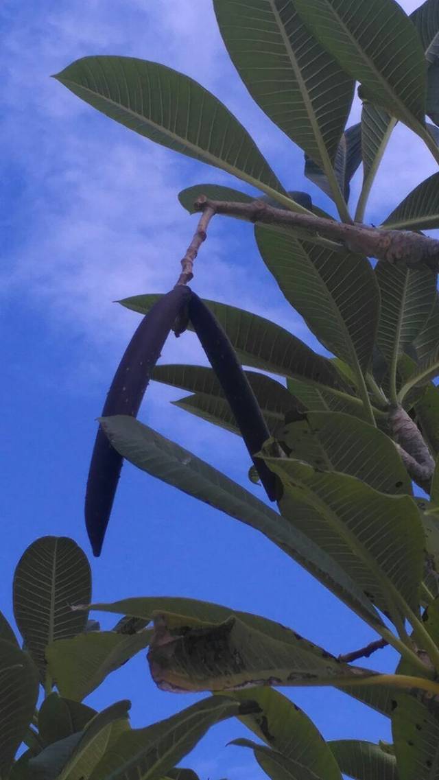 梦里黎乡农家乐