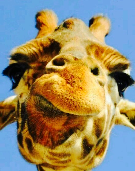 重庆小胡子火锅麻辣烫(定兴分店)