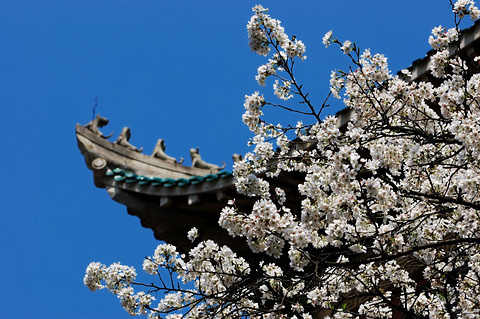 武大樱花