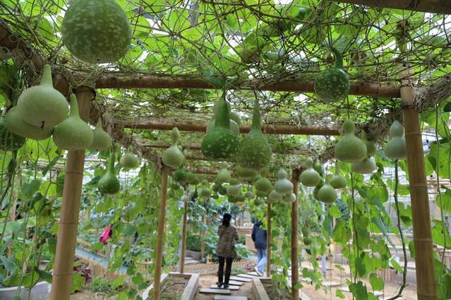 旅顺太空植物王国