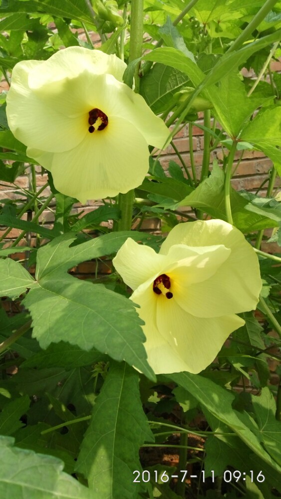 古城公园(东关街店)