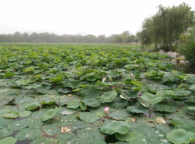 小南湖赏荷园
