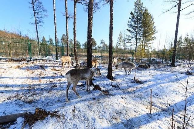 兴安驯鹿园