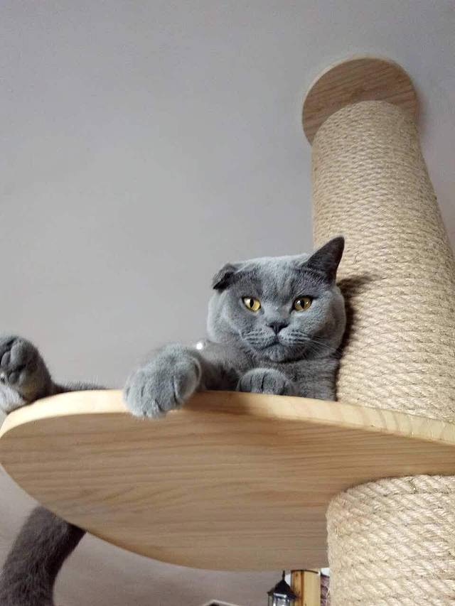 喵园·猫主题咖啡厅·撸猫·猫咖(国贸店)