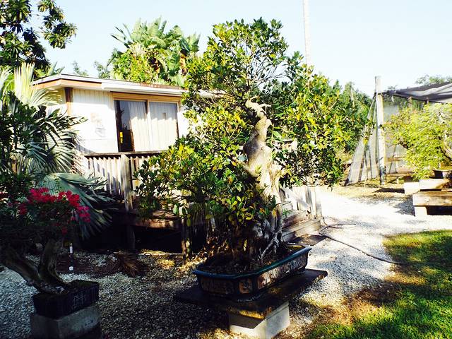 Miami Tropical Bonsai