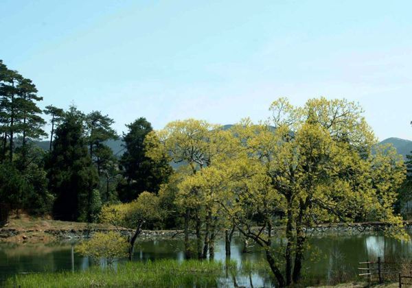 草鱼塘森林公园