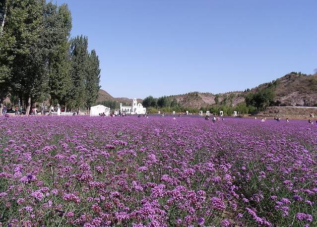 北京梦幻紫海香草庄园