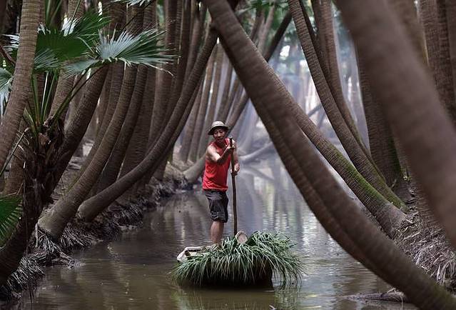 南坦葵林生态湿地公园