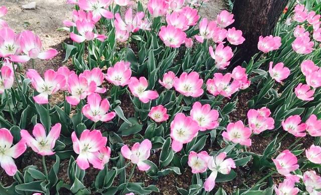 兰花文化休闲公园