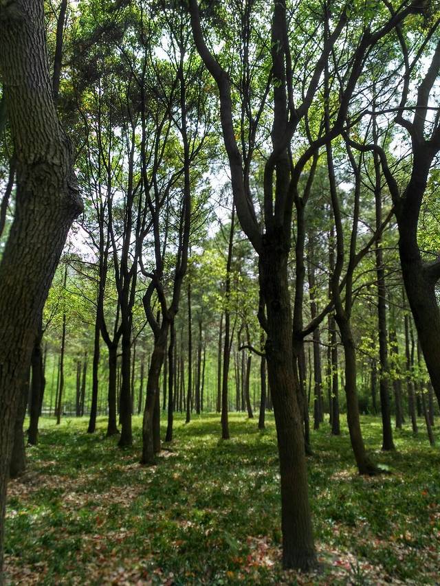 野猴子探險森林