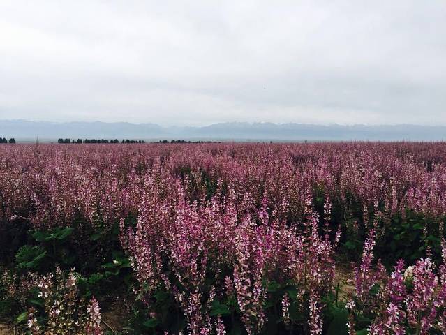 琼库什台紫花坡