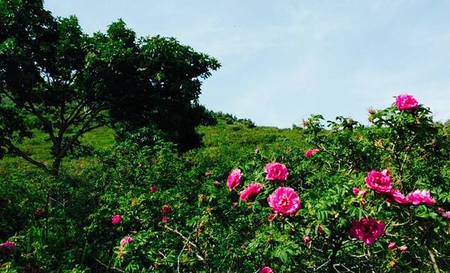 千亩玫瑰园景区