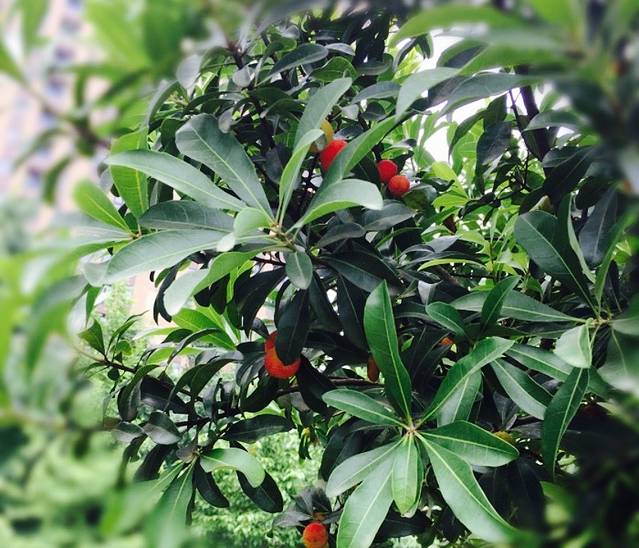 百果园农庄(观音岩隧道店)