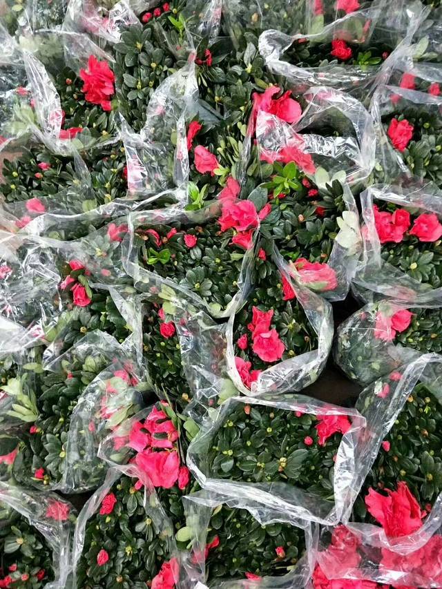 张庄富莱花卉大市场