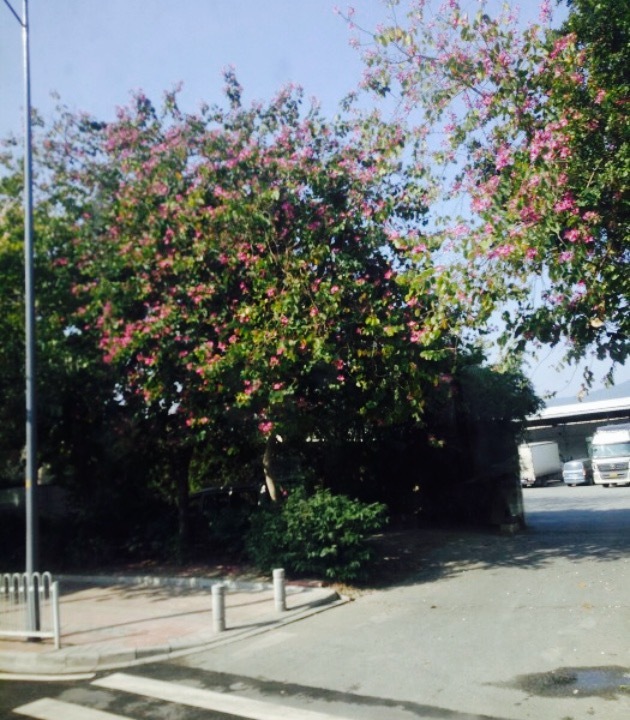 天河大观湿地公园