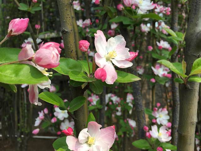 维多利亚公园(解放北园)