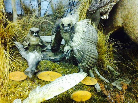 The Den - Jasper's Wildlife Museum