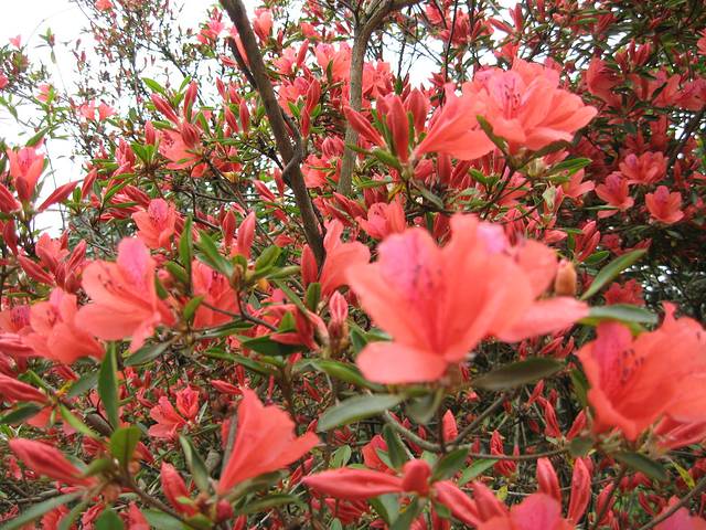 银石滩国家森林公园