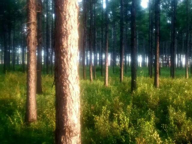 乌尔其汉国家森林公园