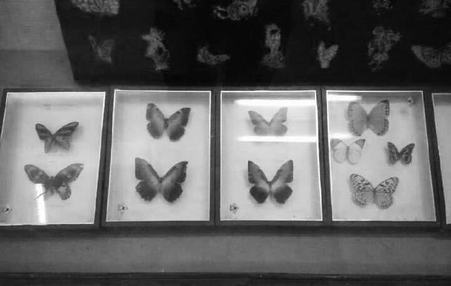 周尧昆虫博物馆