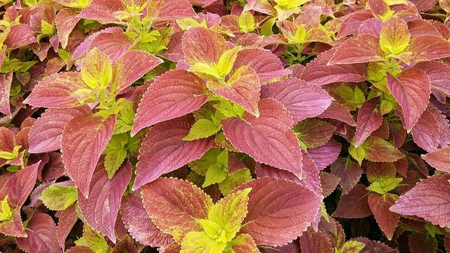 云冈国家森林公园