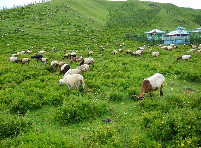 当周草原风景区