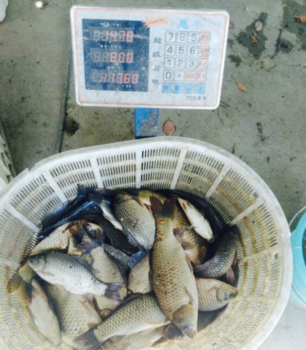 大圩自在人土鸡场(大圩自在人垂钓店)