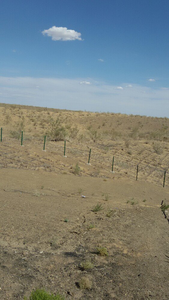 古尔班通古特沙漠