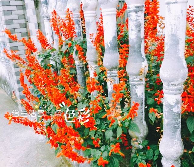 复旦明溪植物园