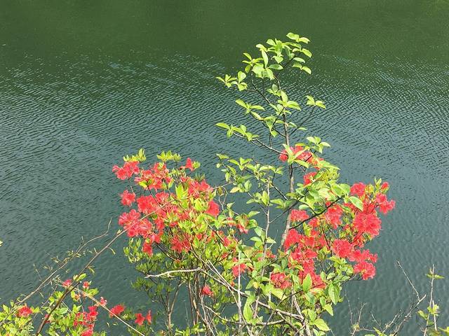 大盘山风景区-大盘山自然保护区