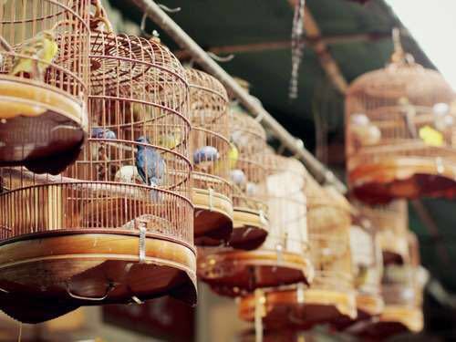 园圃街雀鸟花园