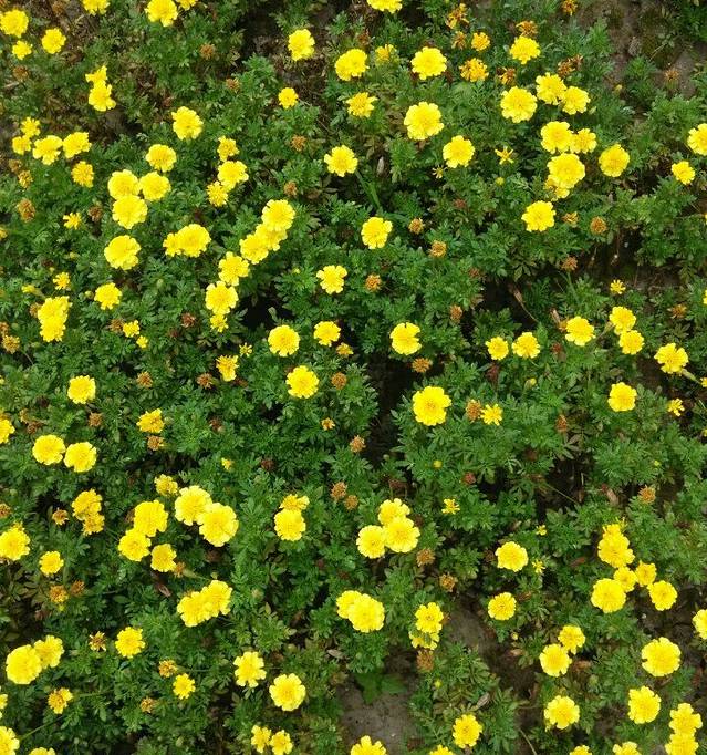 花木大世界(如皋)国际园艺城