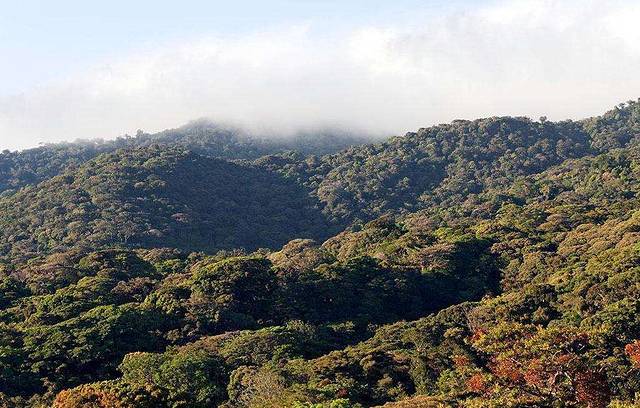 蒙特维多云雾森林保护区